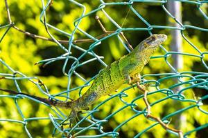 Caribbean green lizard on the fence Playa del Carmen Mexico. photo