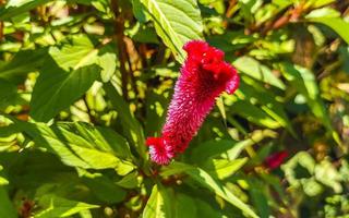 púrpura, rosa, rojo, flores, plantas, en, bosque tropical, naturaleza, méxico. foto