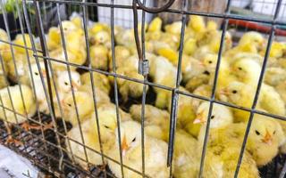 Small yellow chicks chickens trapped in cage in Mexico. photo