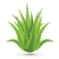 Aloe Vera with Water Drops Isolated on White Background. vector