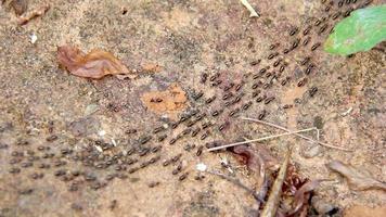 Termite marchant sur fond d'écorce video