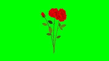 roos bloem groei groen scherm voor Valentijn video