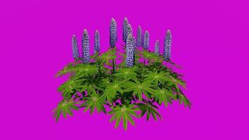 flor - jardín blue-pod lupin - azul - lupinus polyphyllus - animación en bucle - clave de croma de pantalla verde video