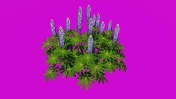 Flower - Garden blue-pod Lupin - Blue - Lupinus polyphyllus - Looping Animation - Green Screen Chroma key video
