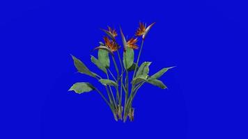 Flower - Bird Of Paradise - crane flower - Strelitzia - A - Looping Animation - Pink Green Screen Chroma key video