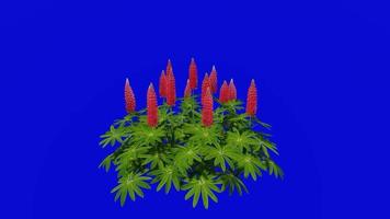 flor - lupino de vaina azul de jardín - rojo - lupinus polyphyllus - animación en bucle - clave de croma de pantalla verde video