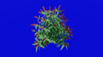 flor - arbusto de mariposa rojo b - buddleia - buddleja - animación en bucle - clave de croma de pantalla verde rosa