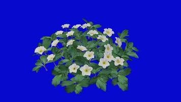 fleur - rose de noël b - hellebore noir - helleborus n - animation en boucle - incrustation écran vert video