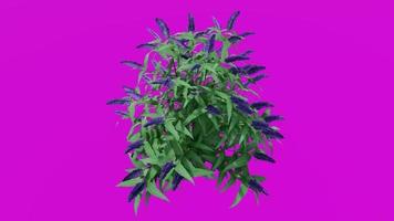 flor - arbusto de mariposa azul b - buddleia - buddleja - animación en bucle - clave de croma de pantalla verde rosa
