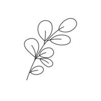 eucalyptus lineart leaves silver dollar illustration vector