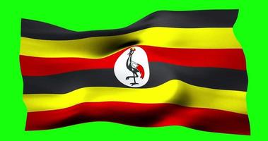 Flag of Uganda realistic waving on green screen. Seamless loop animation with high quality video