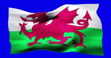 Flag of Wales realistic waving on blue screen. Seamless loop animation with high quality video