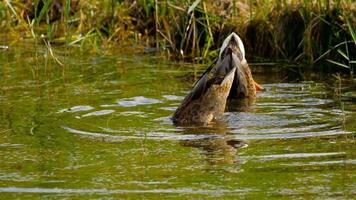 Mallard Duck diving for food in pond video