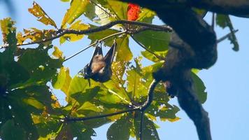 los zorros voladores de lyle pteropus lylei cuelgan de la rama de un árbol y se lavan video