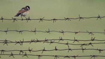 Chacans sind eine Gattung von Sperlingsvögeln aus der Familie der Fliegenschnäpper video