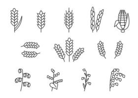 Wheat, oat, rice, barley, corn, rye, millet, flax grain ear, nature set, line icon. Linear sketch ear and grain. Outline spica plant for agriculture, cereal products, bakery. Vector