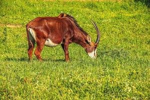 Domestic goat Capra aegagrus hircus grazes and eats grass in a green meadow. photo