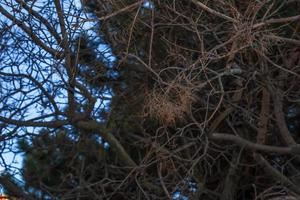 Cotinus coggygria or Rhus cotinus Young Lady European or Eurasian smoketree, smoky tree, smoky shrub in winter. photo