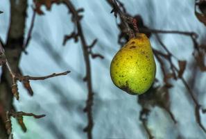 las peras en enero están podridas y demasiado maduras. los frutos no se recogían en los huertos privados de la ciudad de nitra. foto