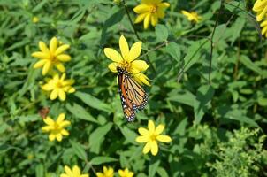 butteryfly insect on green plant with yellow flower pollinating photo