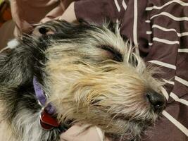 black and white terrier sleeping on bed cover photo