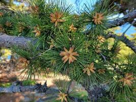 pine tree with green needles and orange cones photo