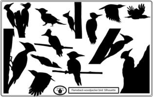 Set of Flameback woodpecker bird vector silhouettes. Free