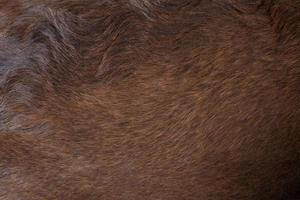 Close up view of the felted of shiny healthy dog dark brown hair of labrador dog curly fur for a background, patterns texture. photo