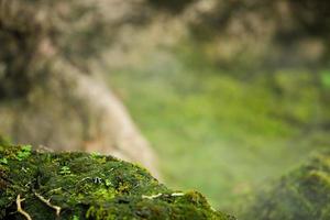 Beautiful Bright Green moss grown up cover the rough stones and on the floor in the forest. Show with macro view. Rocks full of the moss texture in nature for wallpaper. photo