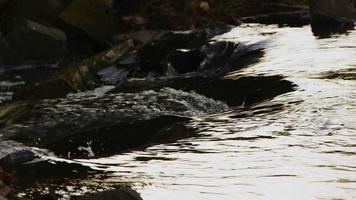 cascada en un río en la naturaleza salvaje video