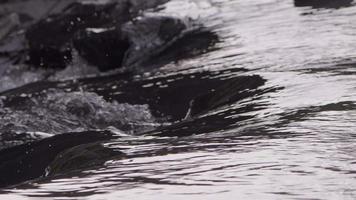 waterval Aan een rivier- in wild natuur video