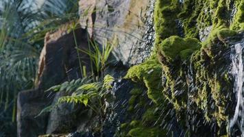 cascata su un' fiume nel selvaggio natura video