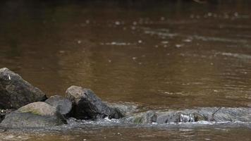 waterval Aan een rivier- in wild natuur video