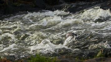 Wasserfall an einem Fluss in wilder Natur video