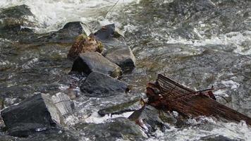 cascada en un río en la naturaleza salvaje video