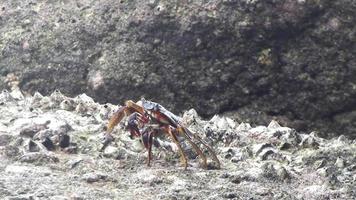 Crabs on a stone on the coast, close up. Crabs in Asia. Tropical crab video