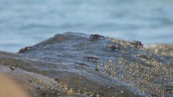 krabbor på de sten. hav vågor stänk i de bakgrund. tropisk värld av thailand video