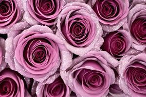 A Bouquet of Pink Roses for a Romantic Summer Photography photo