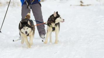 Novosibirsk, russo federazione febbraio 23, 2019 - skijoring gare. Festival devoto per cani di settentrionale equitazione razze. video
