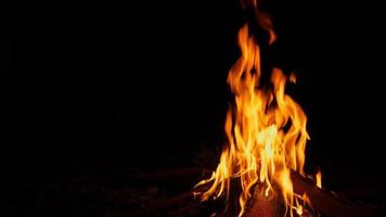 nahaufnahme des hellen flammenbrennenden lagerfeuers im dunkeln auf hintergrund des kiefernwaldes im sommer video