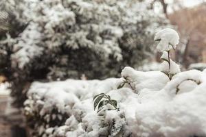 White snow on a bare tree branches on a frosty winter day, close up. Natural background. Selective botanical background. High quality photo