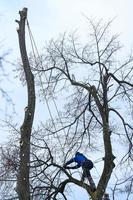 A man cuts high branches of trees, an arborist with a chain saw clears a tree of high dangerous rough branches. photo