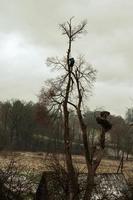 An arborist or lumberjack stands on a big tree to cut it down, a dangerous dry and big tree. photo