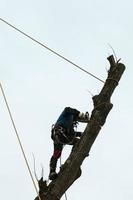 A man cuts high branches of trees, an arborist with a chain saw clears a tree of high dangerous rough branches. photo