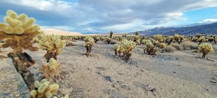 Picture over the cactus field of the Cholla Cactus garden in the Jushua Tree national park in california photo