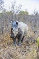 Rhino in Kruger National Park in the eveing photo