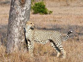 guepardo en el parque nacional kruger en sudáfrica foto