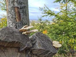 Close up picture of some tree fungus growing on a tree trunk photo