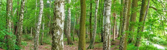 imagen de troncos de diferentes árboles en un bosque mixto alemán foto