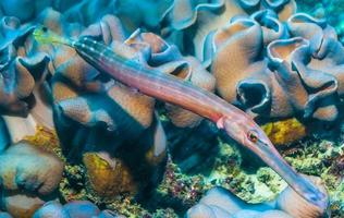 Photograph of a predator fish observing the environment in a coral reef photo